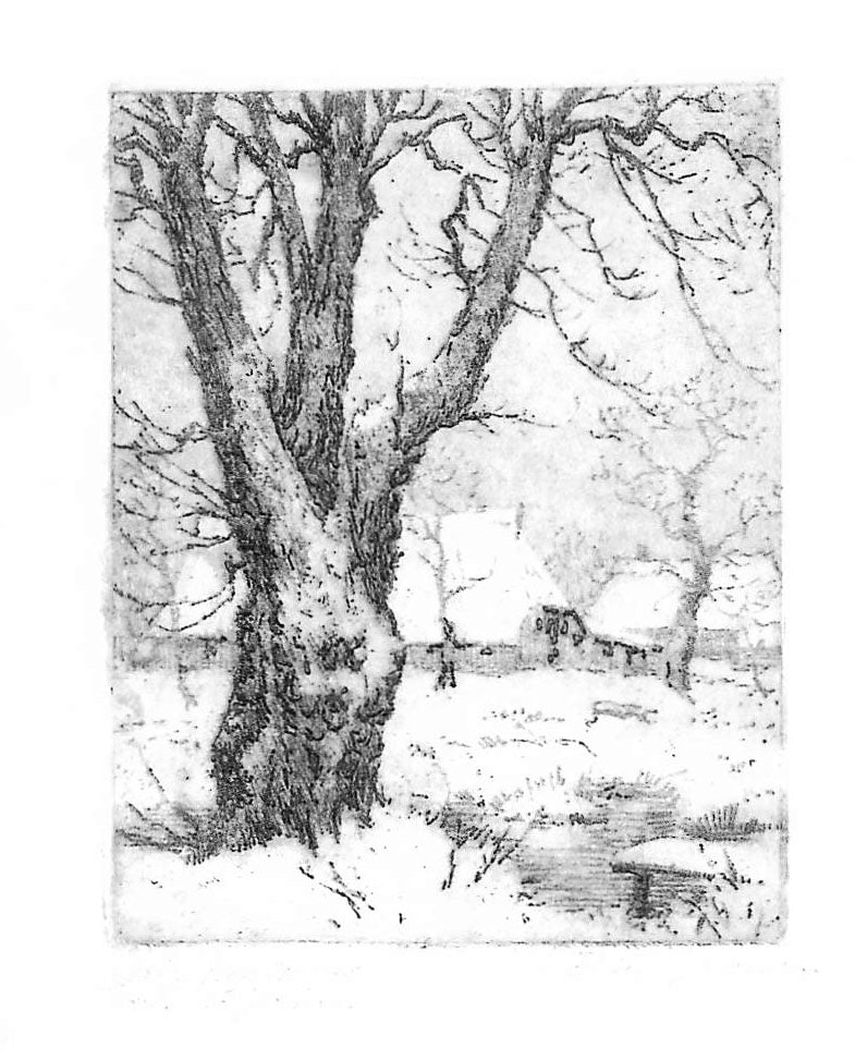 Oak in winter